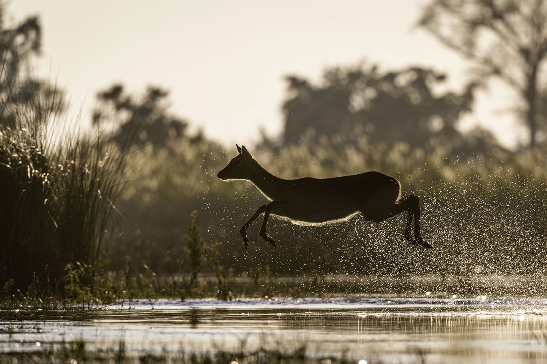 antelope jumping out of water at Jao Camp Wilderness Okavango Delta Botswana