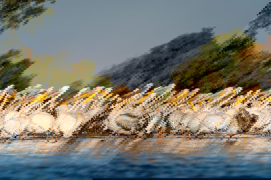 pelicans in water at Jao Camp Wilderness Okavango Delta Botswana