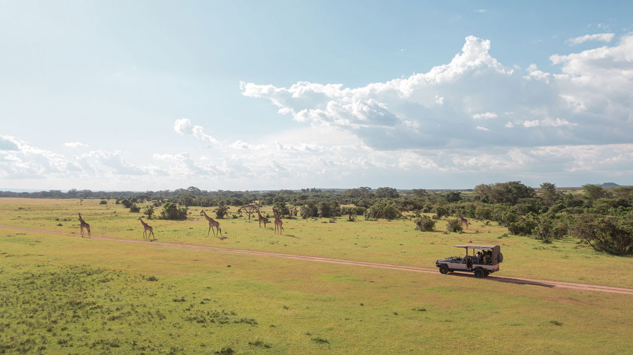 game drive vehicle on the mara spotting a giraffe at the JW Marriot Masai Mara Kenya