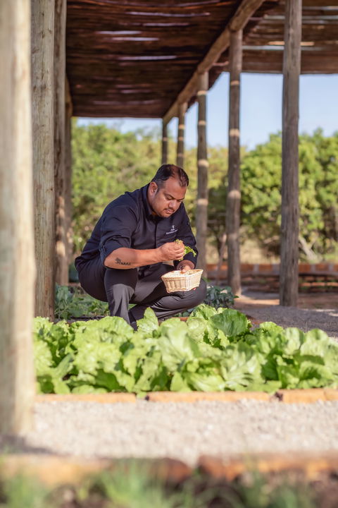chef harvesting from shamba gardens at the JW Marriot Masai Mara Kenya