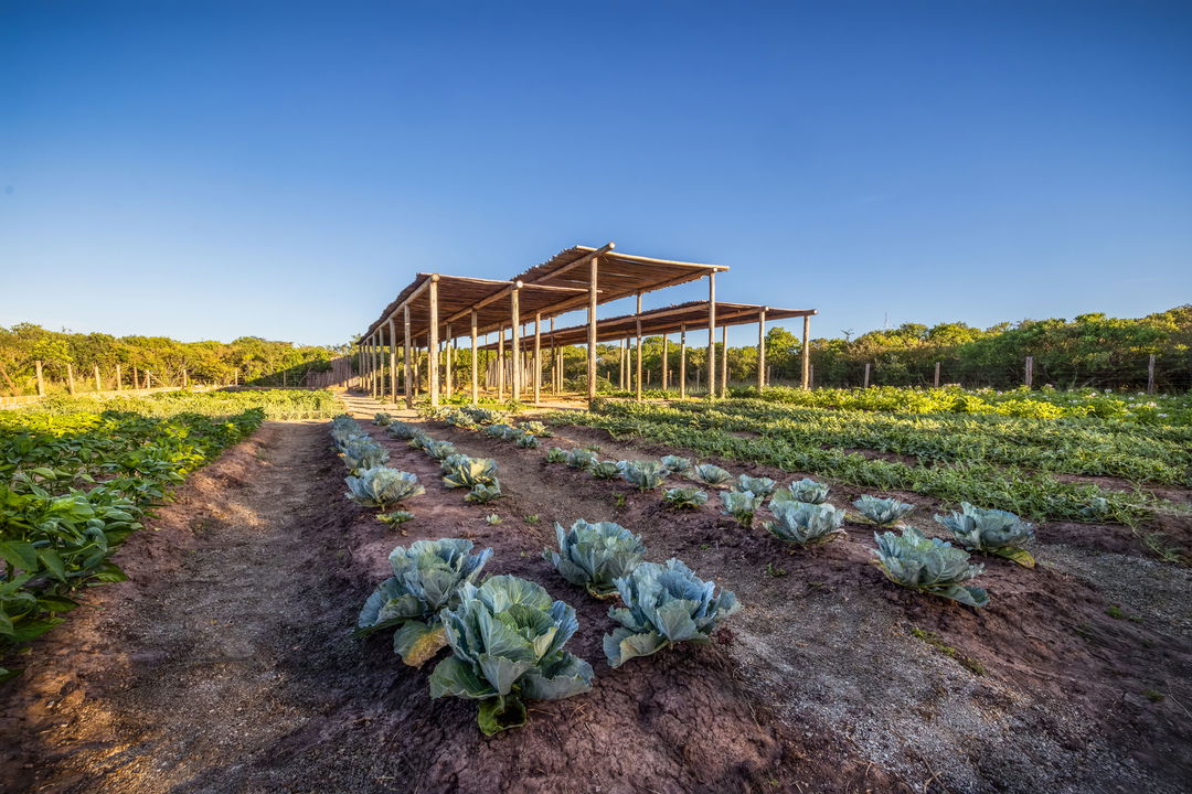 shamba gardens with crops at the JW Marriot Masai Mara Kenya