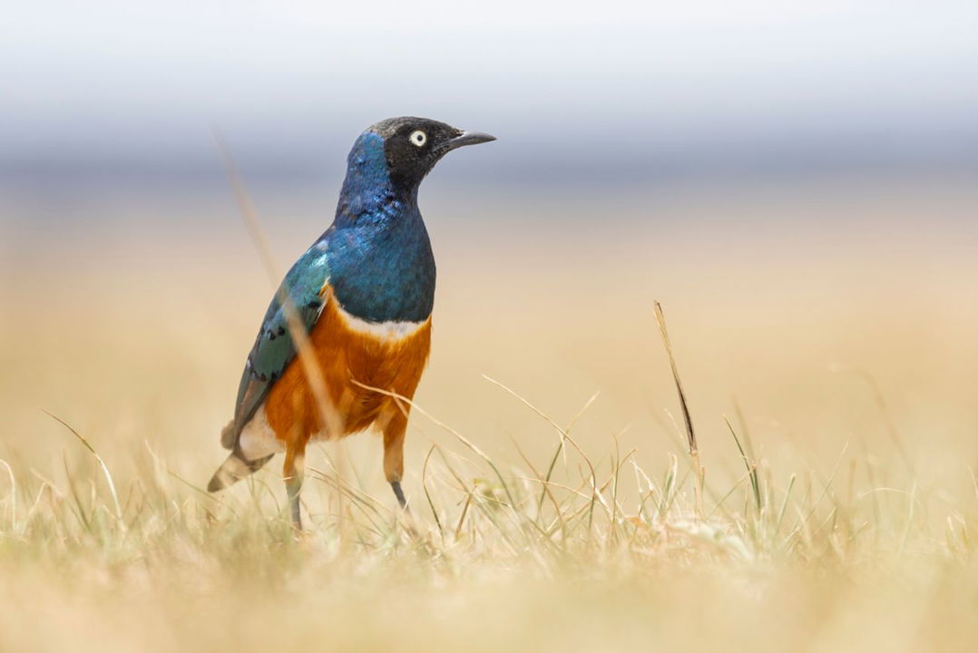 image of a superb starling on the plains of the mara at the JW Marriot Masai Mara Kenya