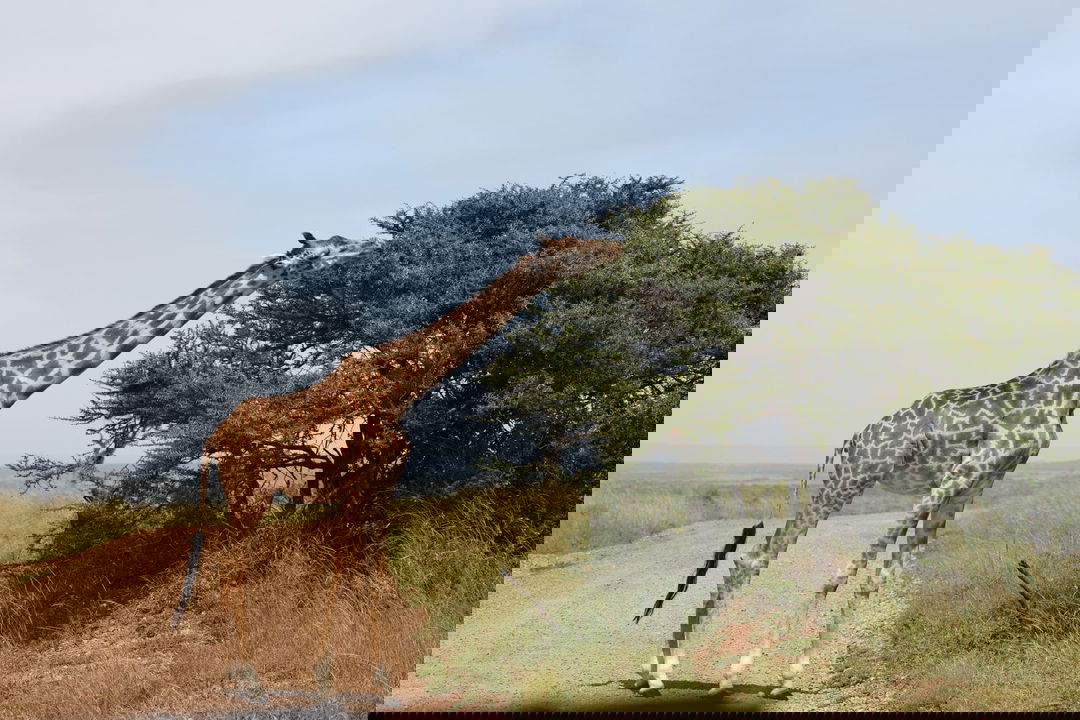 giraffe in the road grazing on a tree top at the JW Marriot Masai Mara Kenya