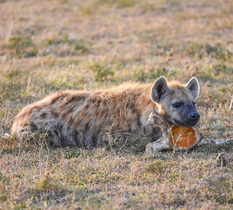 heyena with a bone on the savannah of the JW Marriot Masai Mara Kenya