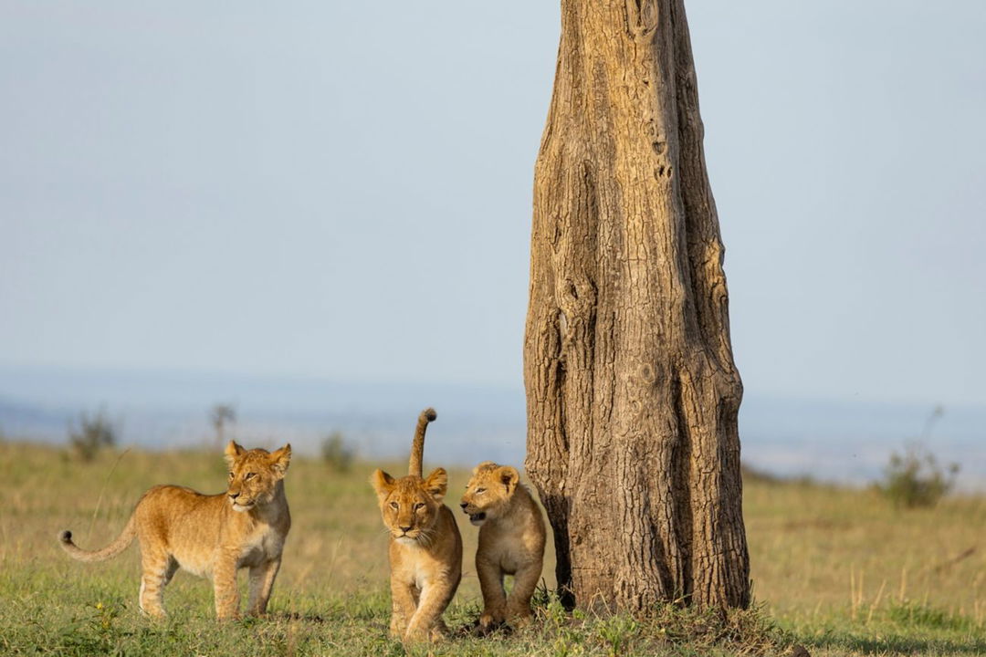 young lions sighted near an outcrop on the mara near JW Marriot Masai Mara Kenya