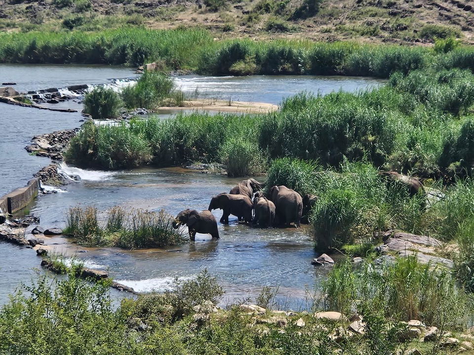 elephants in the water next to Kambaku golf course