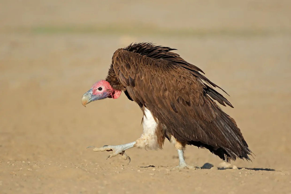 lappet faced vulture in vull view on ground in kruger national park