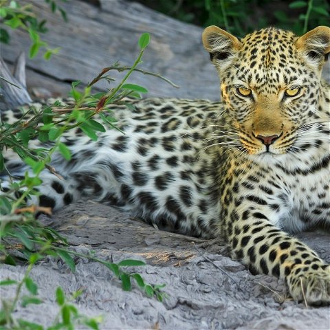 Kruger Park Safaris