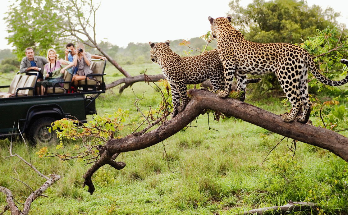 3 nights / 4 days Kruger Park Luxury Safari Package