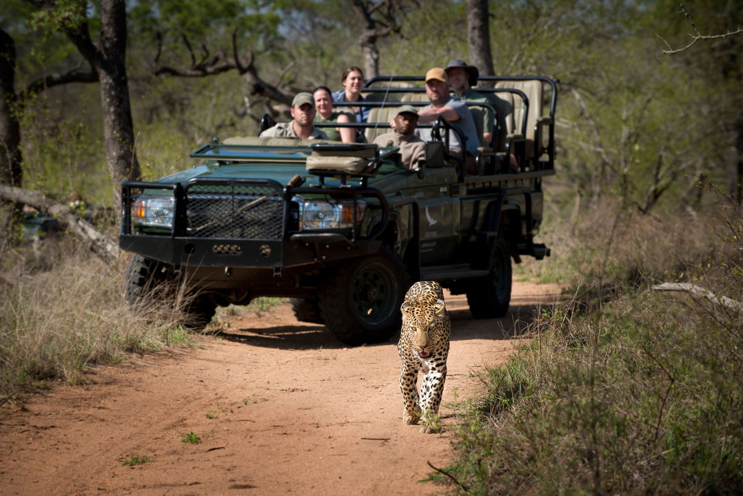 leopard walking in fron of safari vehicle at &Beyond Tengile River Lodge Sabi Sands