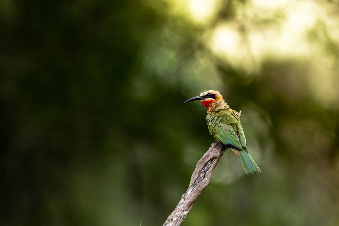 bee eater on a branch at lion sands
