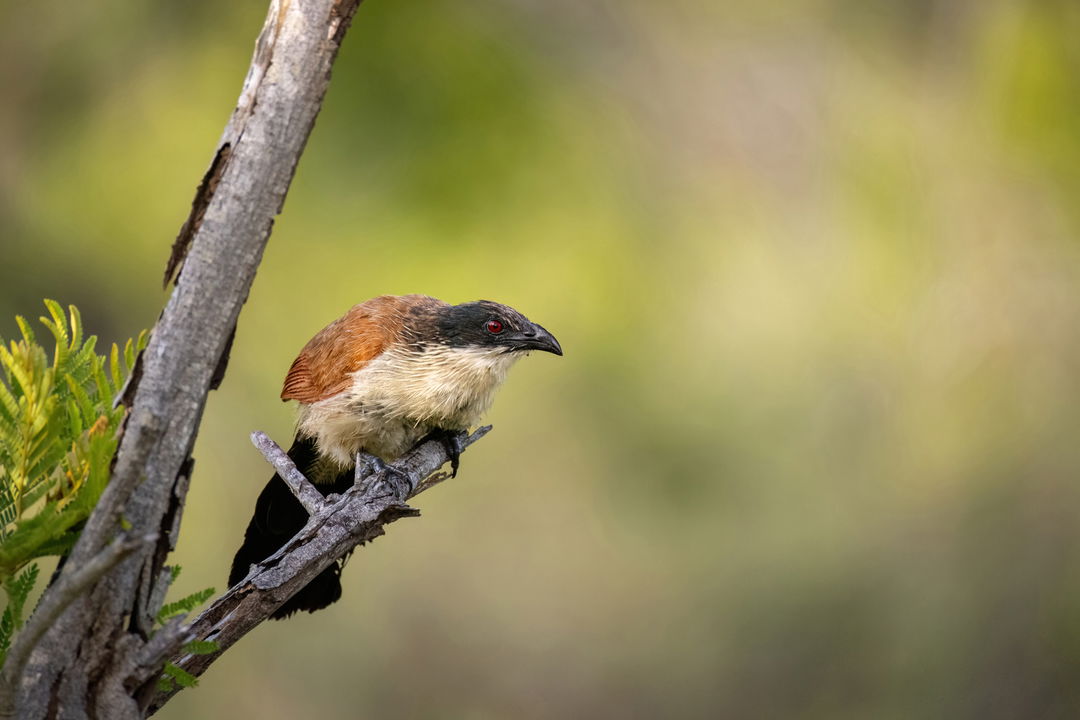 white browned coucal in tree by lion sands game reserve
