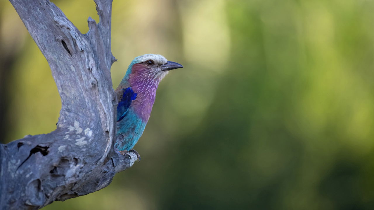 lilac breasted roller sitting on a branch by lion sands