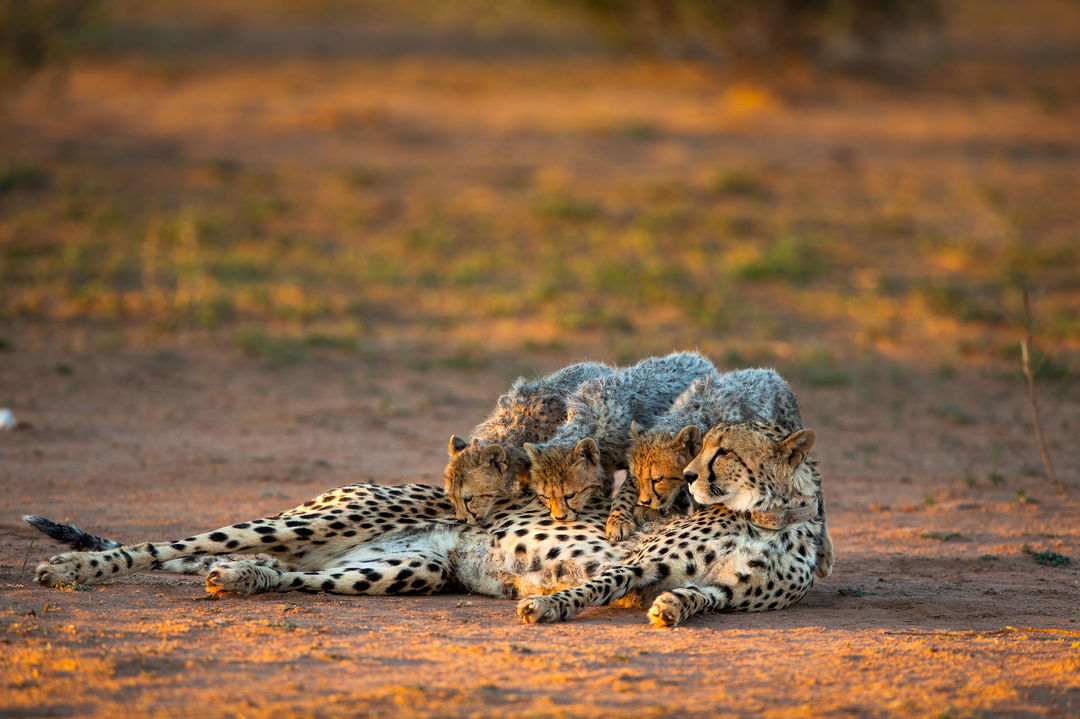 three cheetah cubs drinking from mother lying in road by lion sands