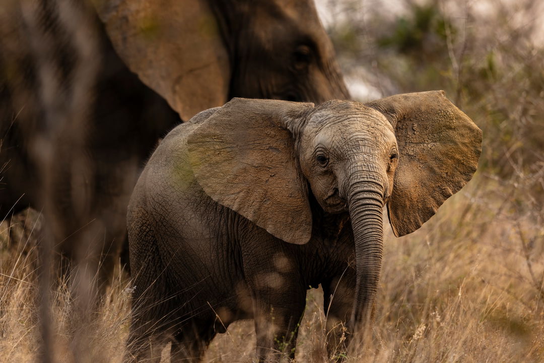 baby elephant filmed on safari by lion sands