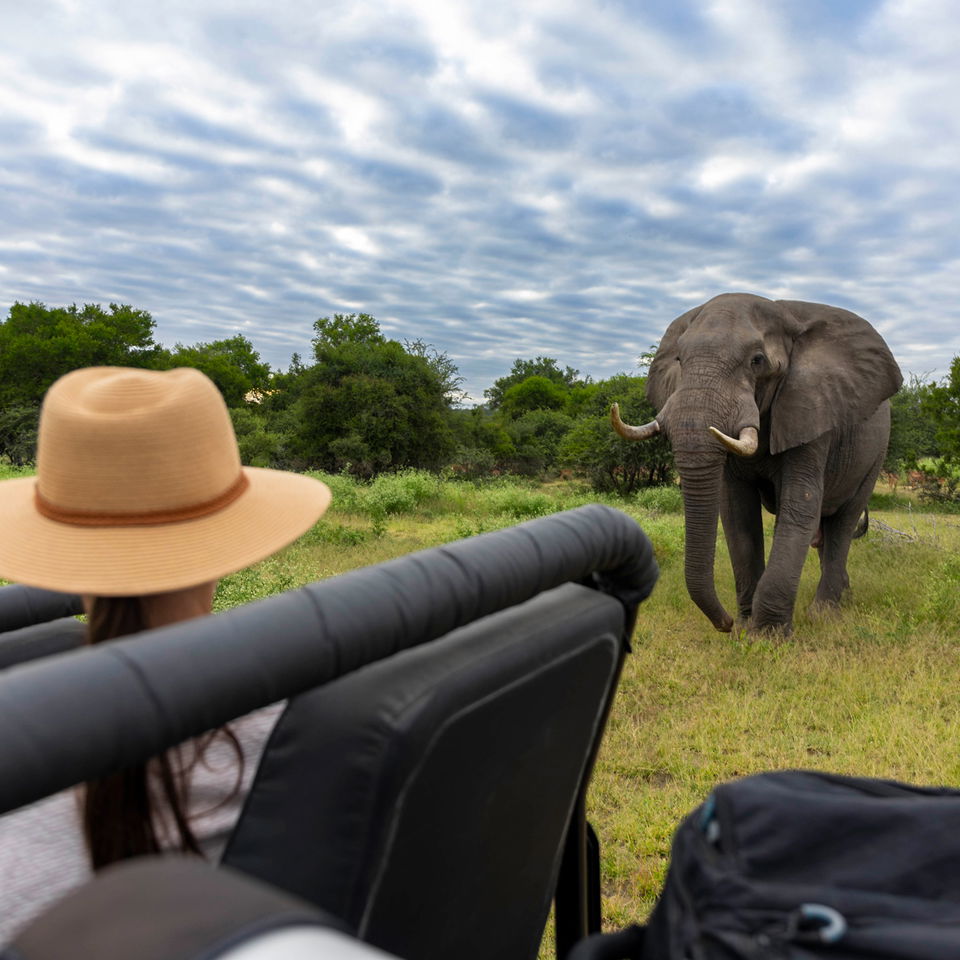 Lady guest looking at elephant close by safari vehicle at Lion Sands Game Reserve