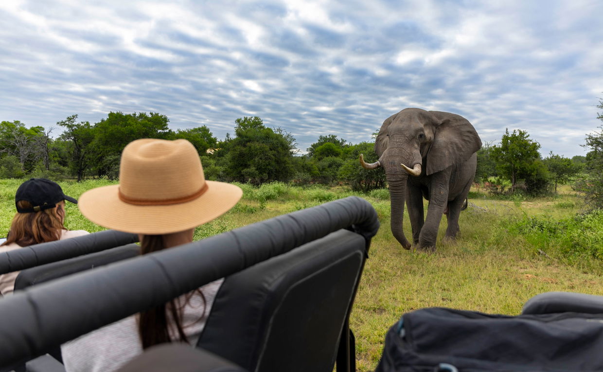 Lady guest looking at elephant close by safari vehicle at Lion Sands Game Reserve Lady guest looking at elephant close by safari vehicle at Lion Sands Game Reserve