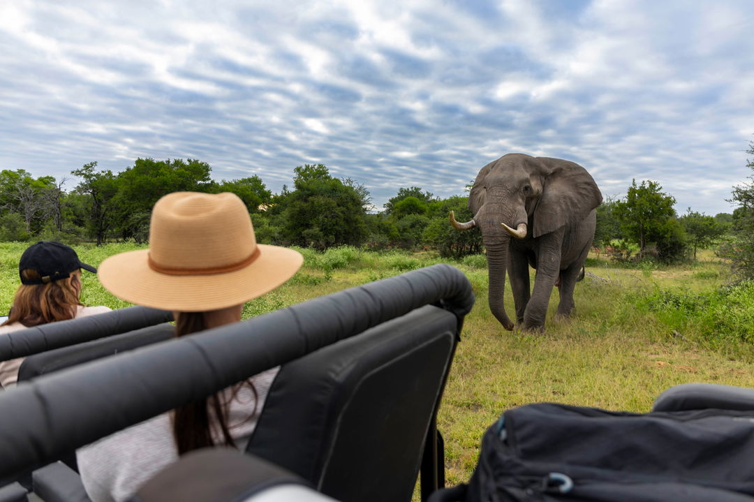 Lady guest looking at elephant close by safari vehicle at Lion Sands Game Reserve