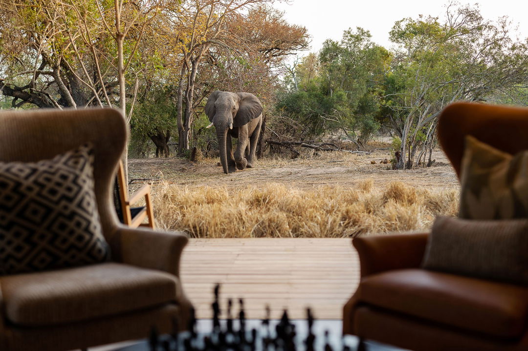 elephant close to room at lion sands