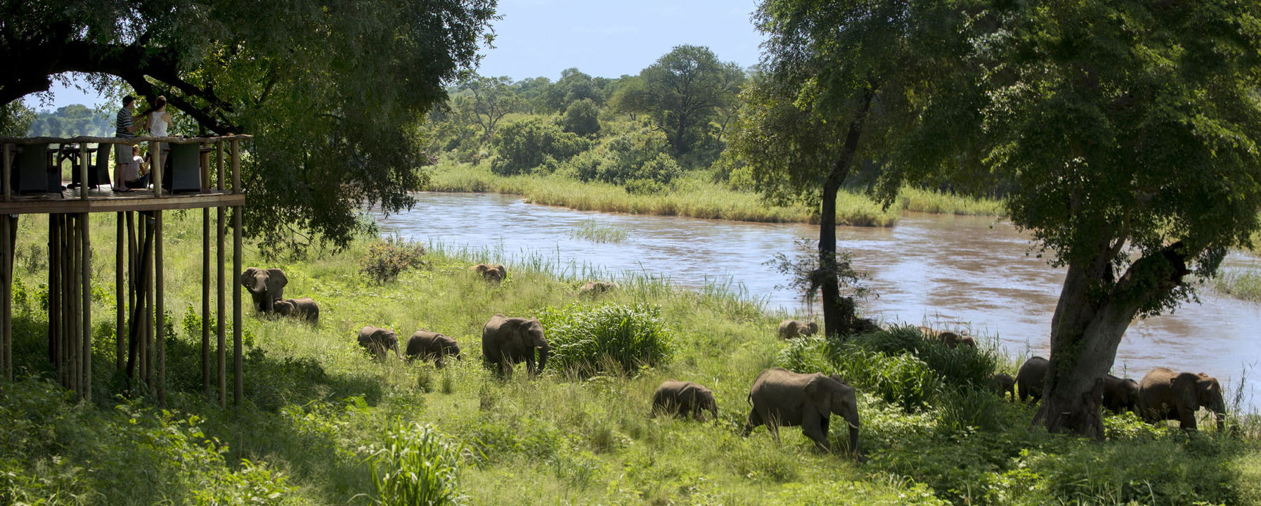 elephants by river close to lodge at lion sands