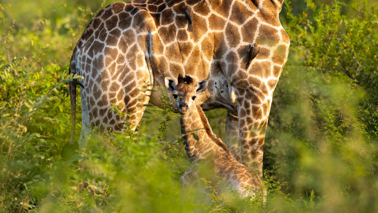 baby giraffe with mother sighted at lion sands on safari
