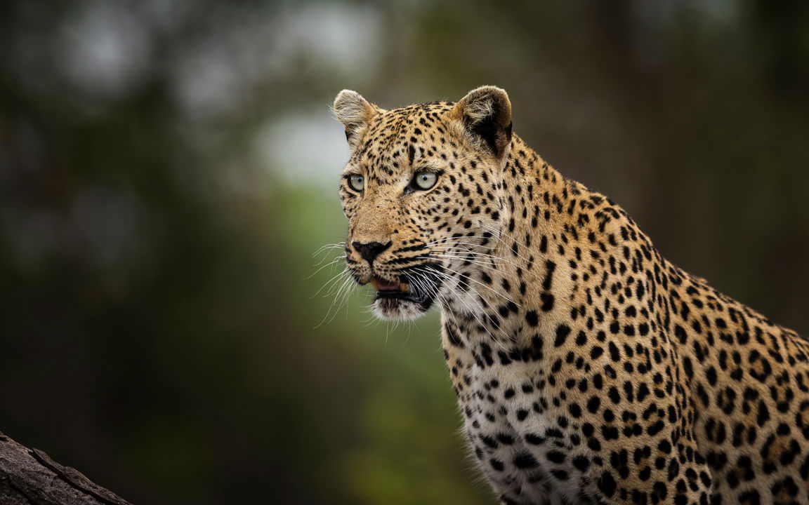 head of male leopard looking at camera by lion sands