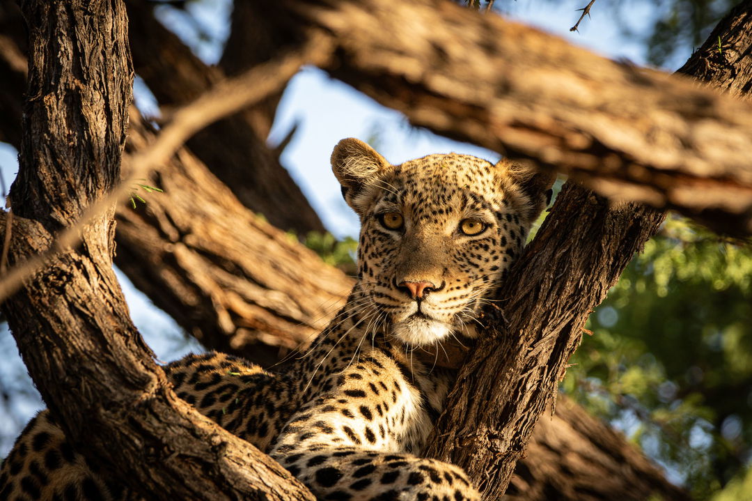 leopard looking through branches of tree high up at lion sands