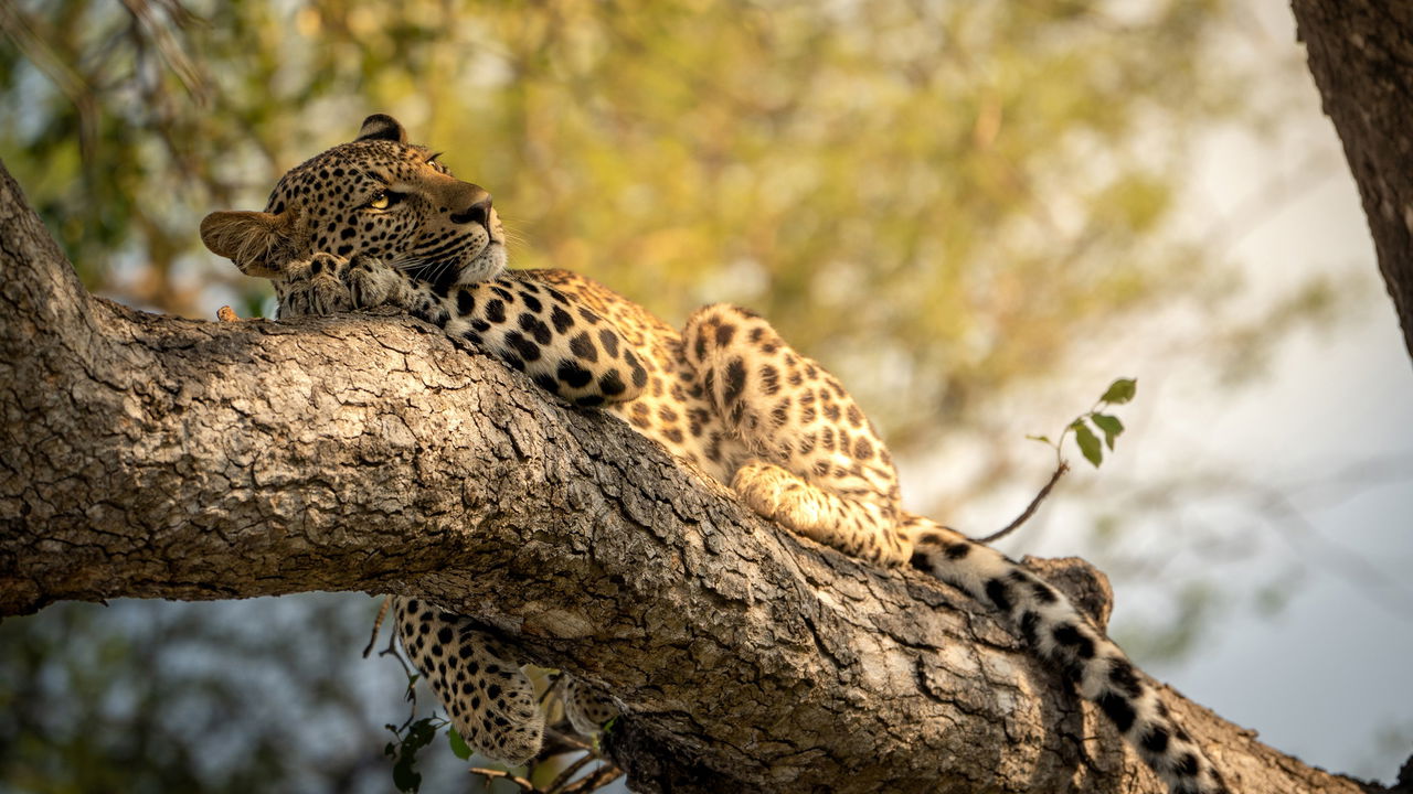 leopards lying flat on tree branch by lion sands