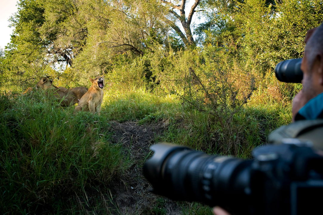 guest taking photos of a yawning lion from safari vehicle at lion sands