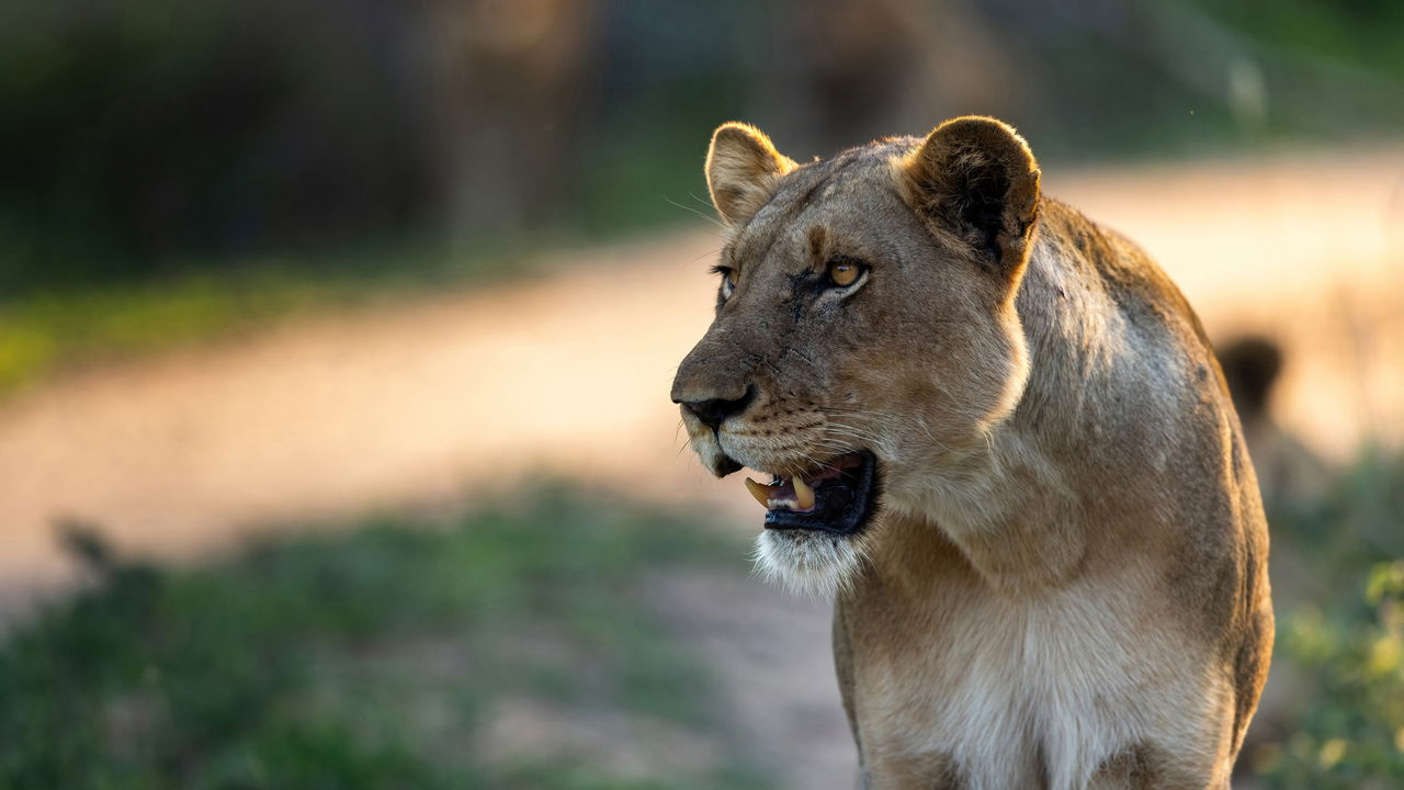 headshot of female lion on safari sighted at lion sands