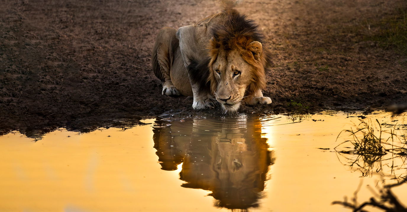 male lion at waterhole drinking at sunset by lion sands reserve