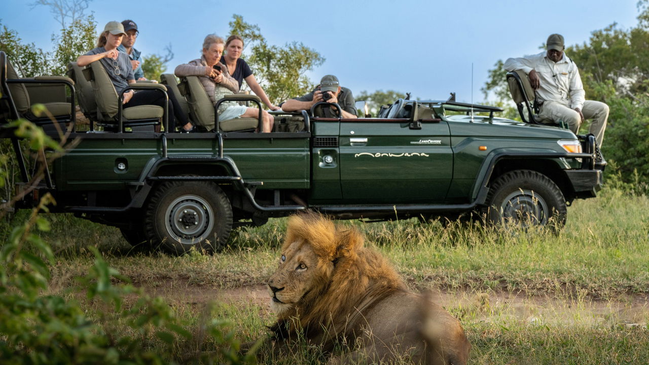 old male lion lying down next to safari vehicle at lion sands