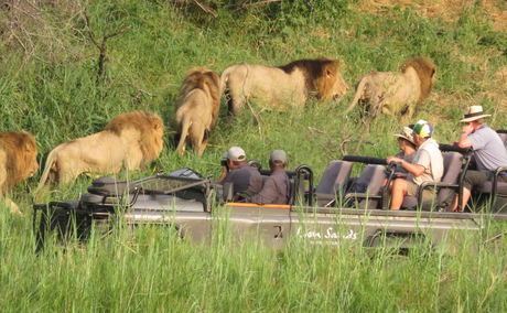 male lions at river with safari vehicle and guests at Lion Sands Game Reserve
