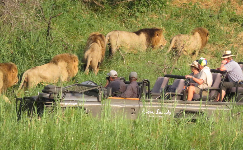 male lions at river with safari vehicle and guests at Lion Sands Game Reserve male lions at river with safari vehicle and guests at Lion Sands Game Reserve