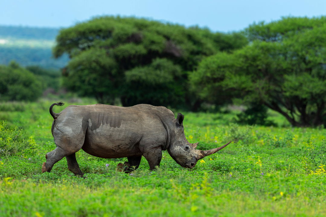 black rhino walking in short grass at lion sand game reserve