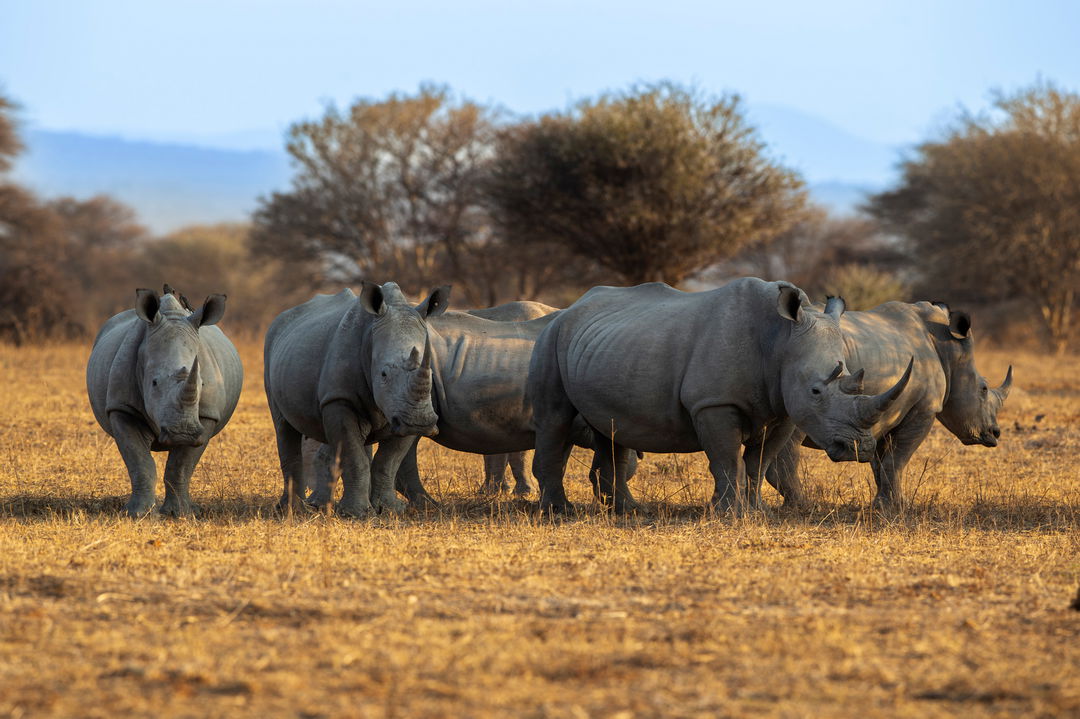 herd of rhinos spotted at lion sands on safari