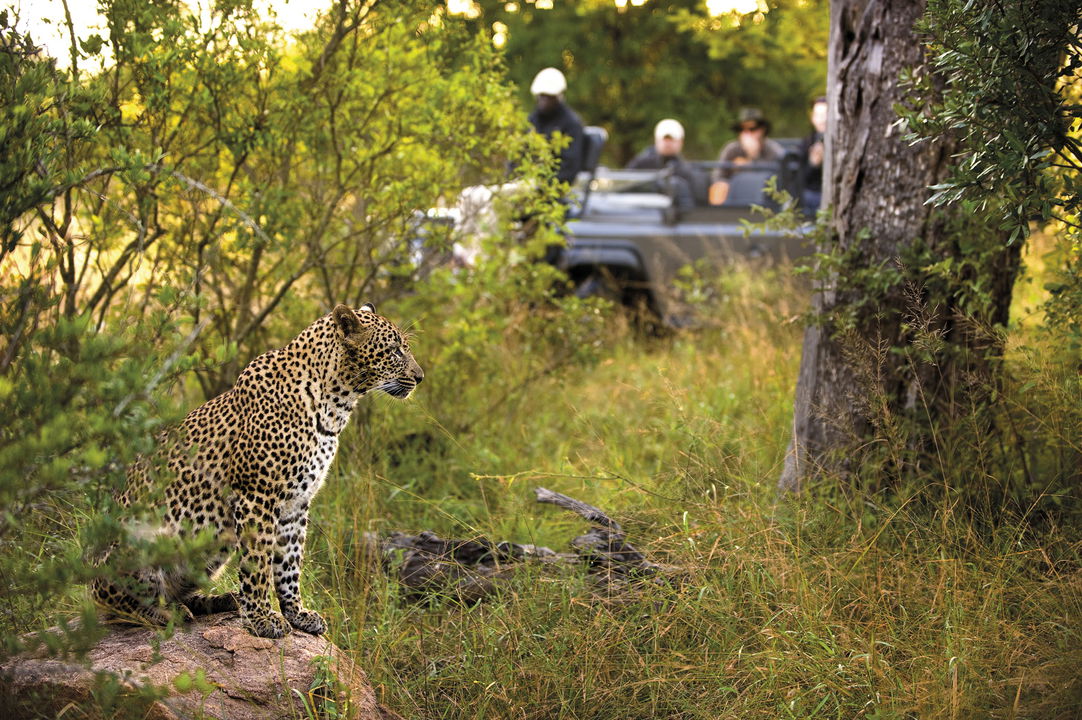 Leopard spotted by safari guests at Lion Sands Game Reserve