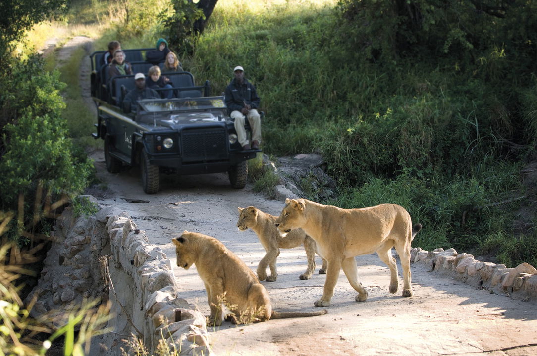 lion pride on low water bridge with safari vehicle behind at Lion Sands Game Reserve