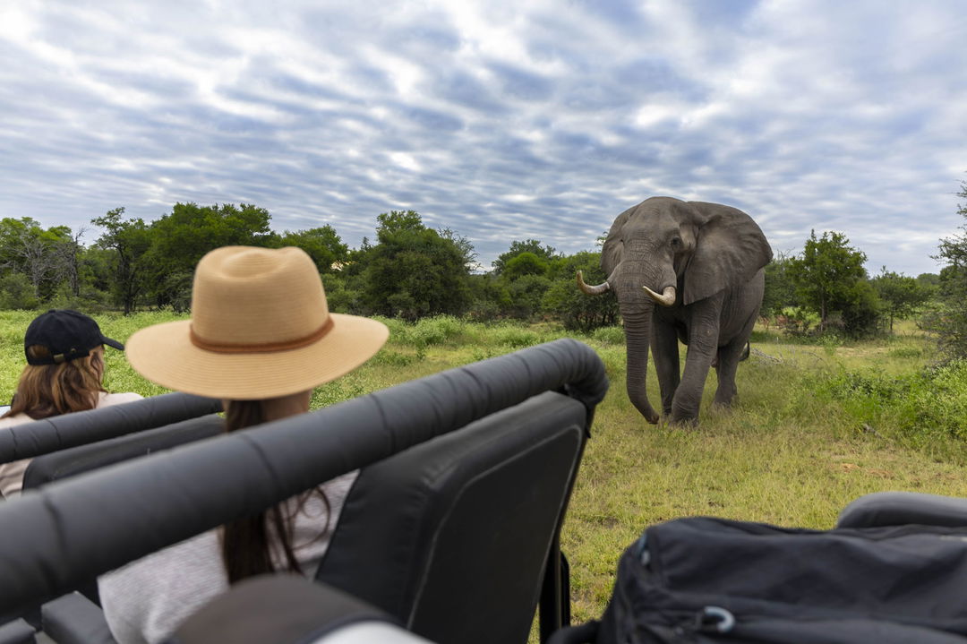 Lady guest looking at elpehant close by safari vehicle at Lion Sands Game Reserve