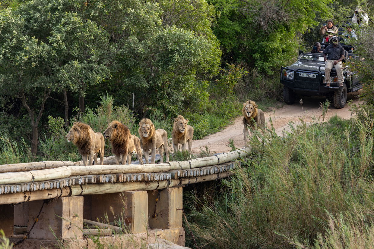 lions crossing the bridge with safari vehicle behind at Lion Sands Game Reserve