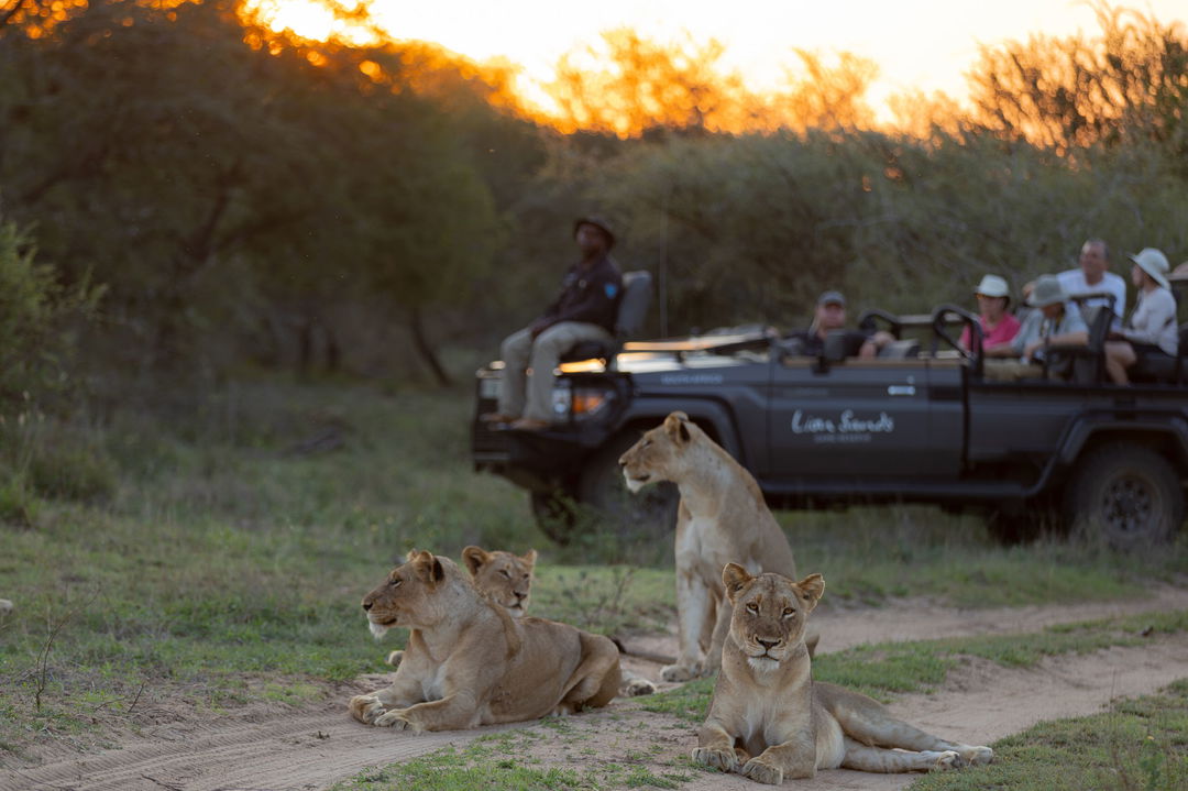 lions lying down in road in front of safari vehicle by Lion Sands Game Reserve