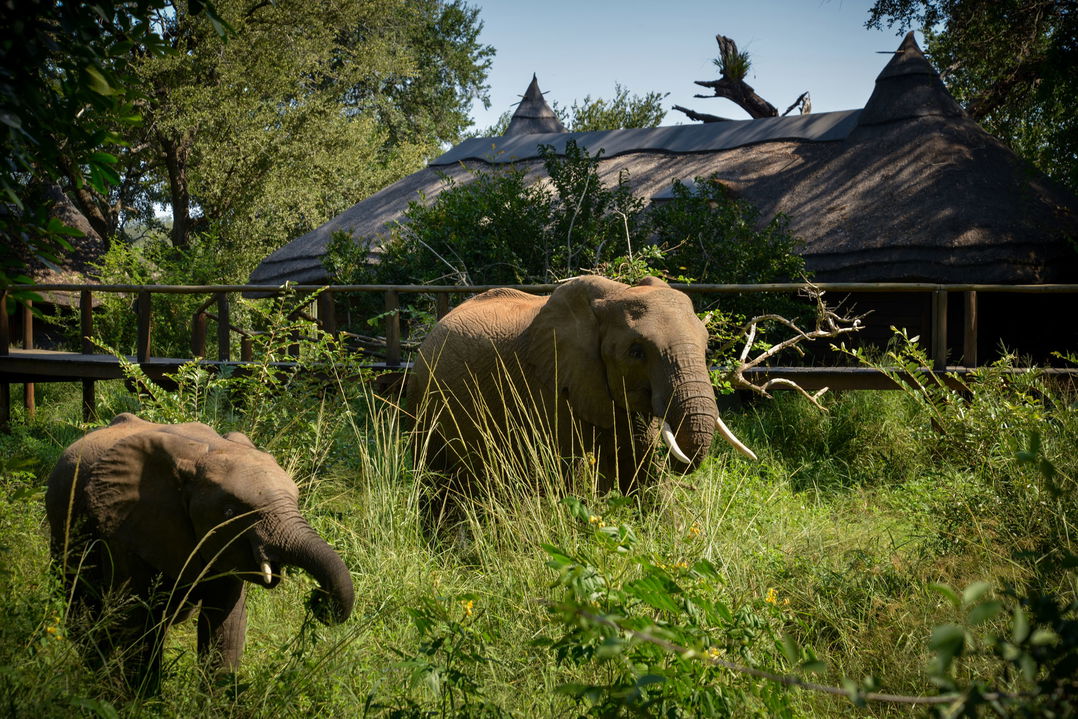 elephants with safari vehicle at Nerina lodge Lion Sands Game Reserve