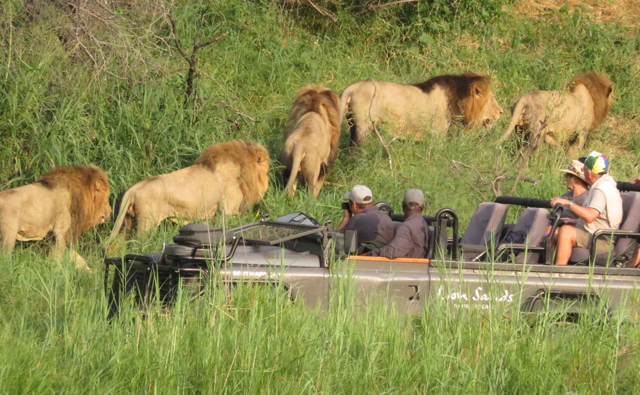male lions at river with safari vehicle and guests at Lion Sands Game Reserve male lions at river with safari vehicle and guests at Lion Sands Game Reserve