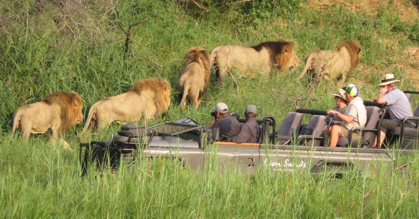 male lions at river with safari vehicle and guests at Lion Sands Game Reserve