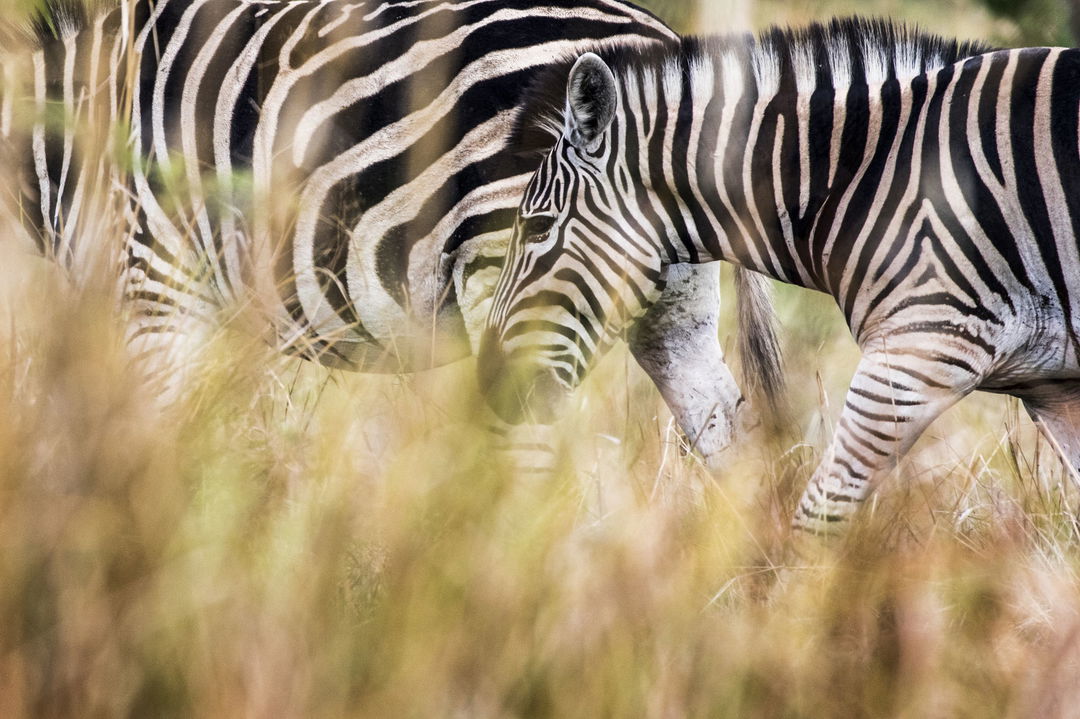 zebras in tall grass at Wilderness Mombo Camp in the Okavango Delta