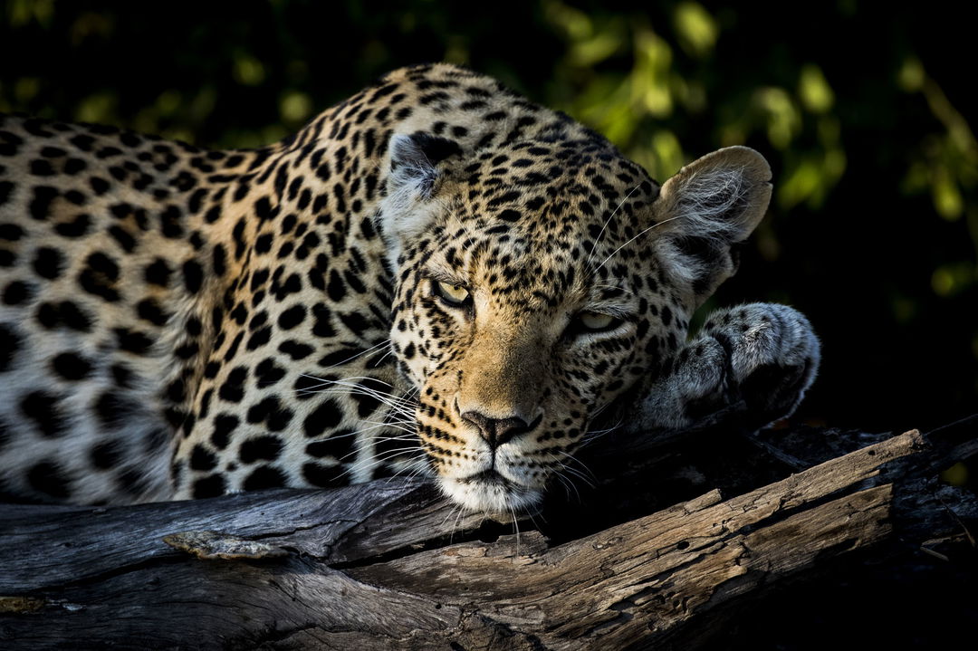 leopard on a branch lying down at Wilderness Mombo Camp in the Okavango Delta