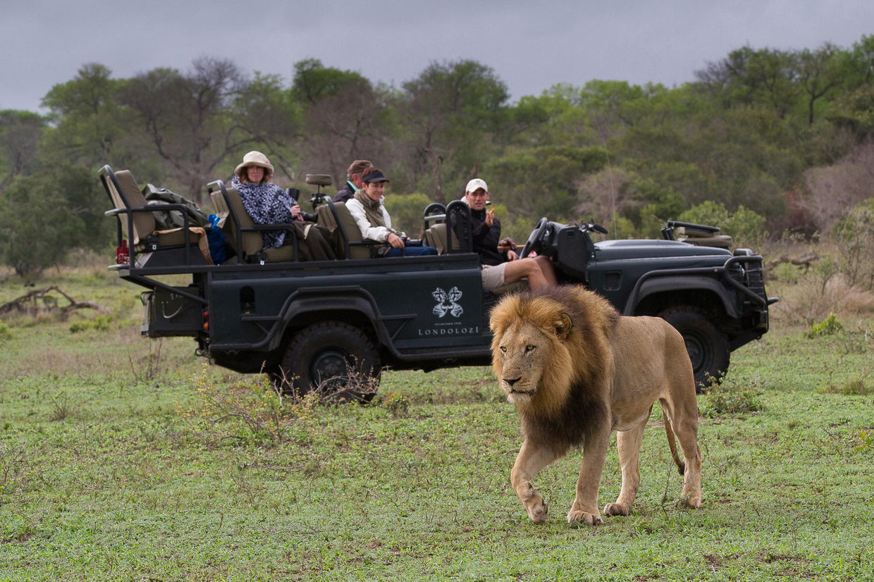 male lion close to safari game drive vehicle of Londolozi game reserve