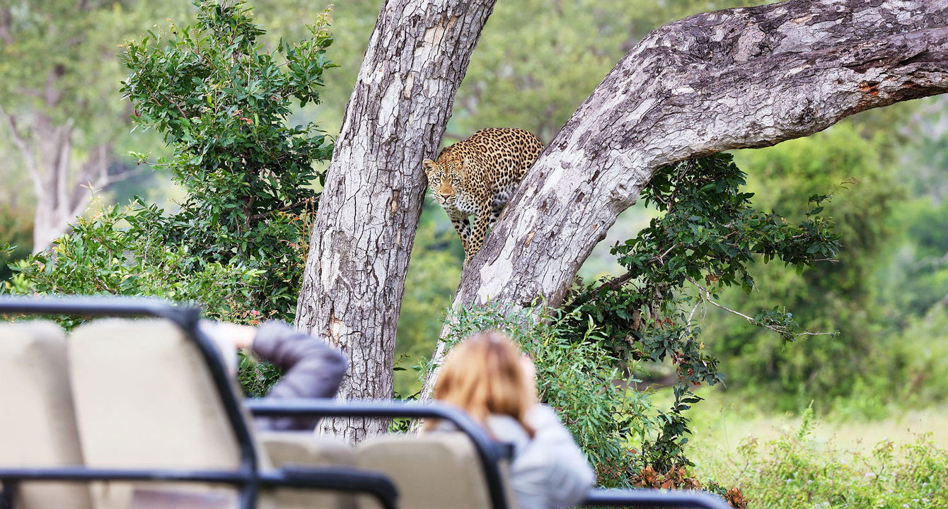 lady guest taking photo of leopard in tree from game drive vehicle of Londolozi