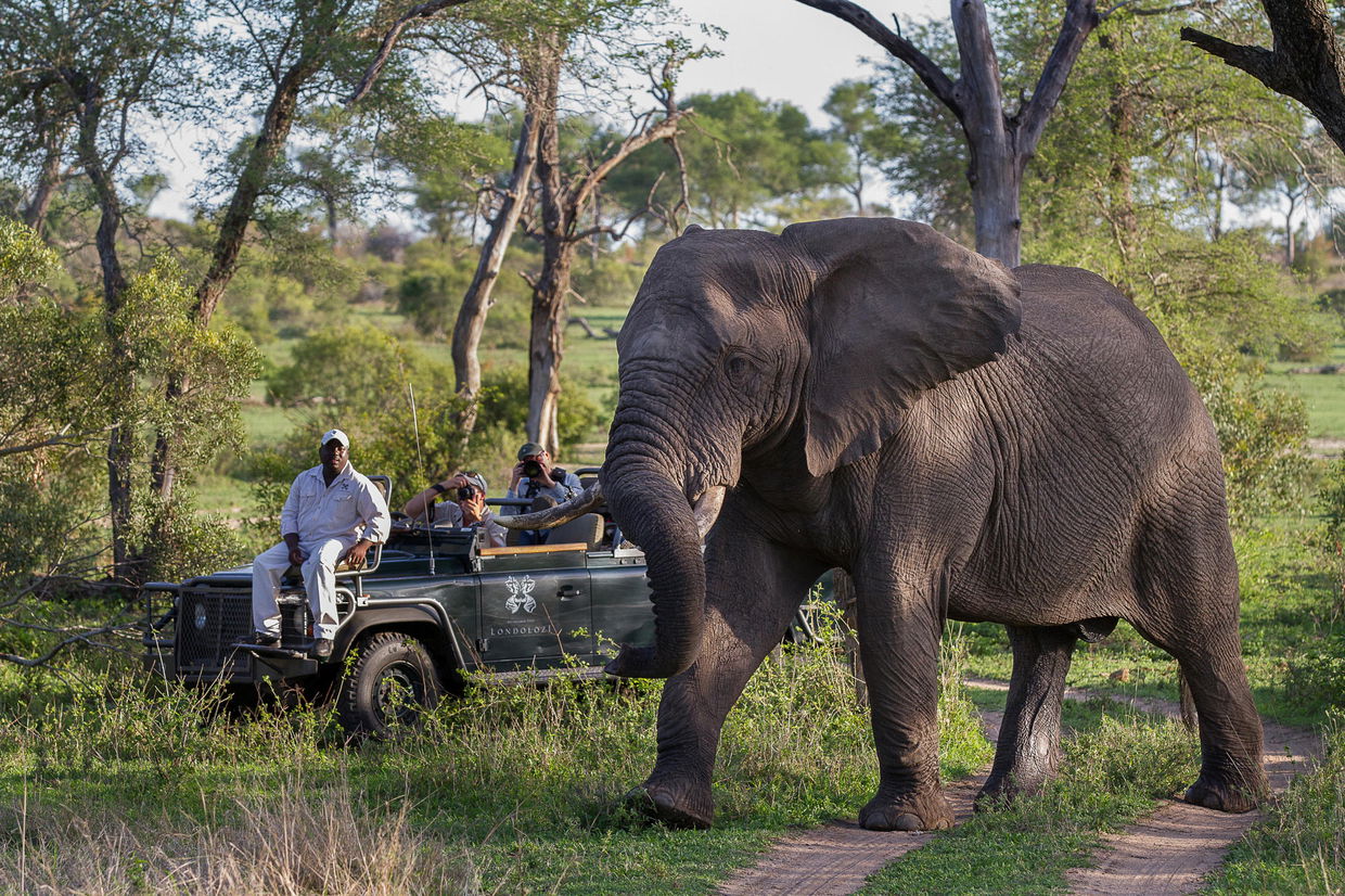 elephant close to game drive vehicle with guests at Londolozi Game Reserve