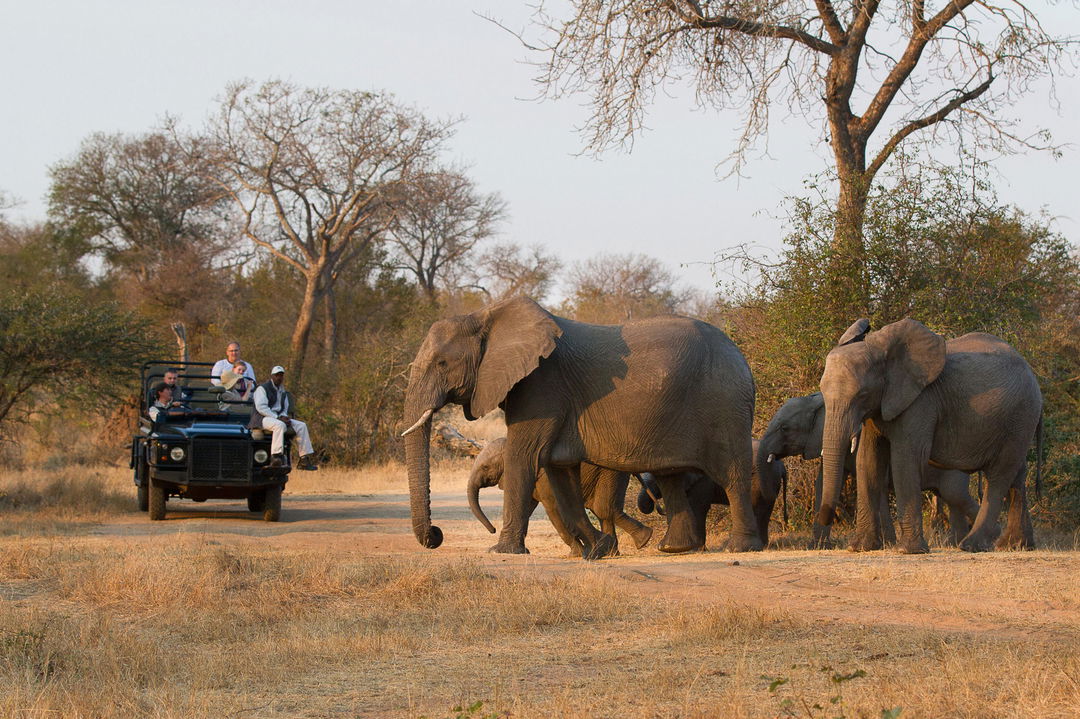 herd of elephants spotted on a game drive of Lodolozi game reserve
